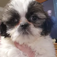 Buckle, a male Shih Tzu for sale in Jacksonville, IL – Photo 1 of 4