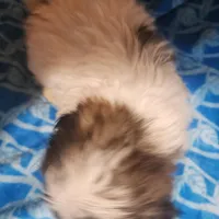 Buckle, a male Shih Tzu for sale in Jacksonville, IL – Photo 4 of 4