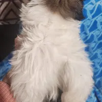 Buckle, a male Shih Tzu for sale in Jacksonville, IL – Photo 2 of 4