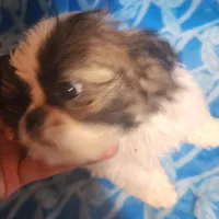 Buckle, a male Shih Tzu for sale in Jacksonville, IL – Photo 3 of 4