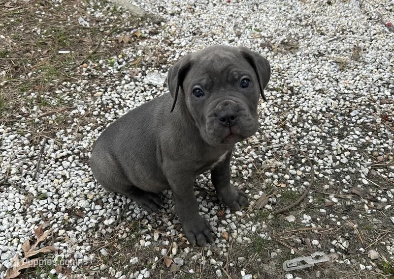 Rocco – Cane Corso puppy for sale in Medford Lakes, NJ