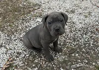 Rocco, a male Cane Corso for sale in Medford Lakes, NJ – Photo 1 of 5