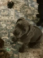 Rocco, a male Cane Corso for sale in Medford Lakes, NJ – Photo 3 of 5