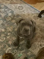 Rocco, a male Cane Corso for sale in Medford Lakes, NJ – Photo 5 of 5