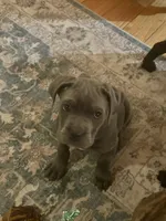 Rocco, a male Cane Corso for sale in Medford Lakes, NJ – Photo 2 of 5