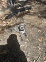 Rosey, a female Cane Corso for sale in Medford Lakes, NJ – Photo 3 of 3