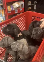 Rosey, a female Cane Corso for sale in Medford Lakes, NJ – Photo 2 of 3