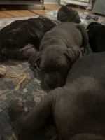 Rosey, a female Cane Corso for sale in Medford Lakes, NJ – Photo 1 of 3