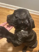 Rainbow, a male Cane Corso for sale in Medford Lakes, NJ – Photo 3 of 4