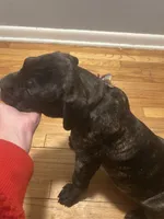 Rainbow, a male Cane Corso for sale in Medford Lakes, NJ – Photo 4 of 4