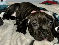 Rainbow, a male Cane Corso for sale in Medford Lakes, NJ – Photo 1 of 4