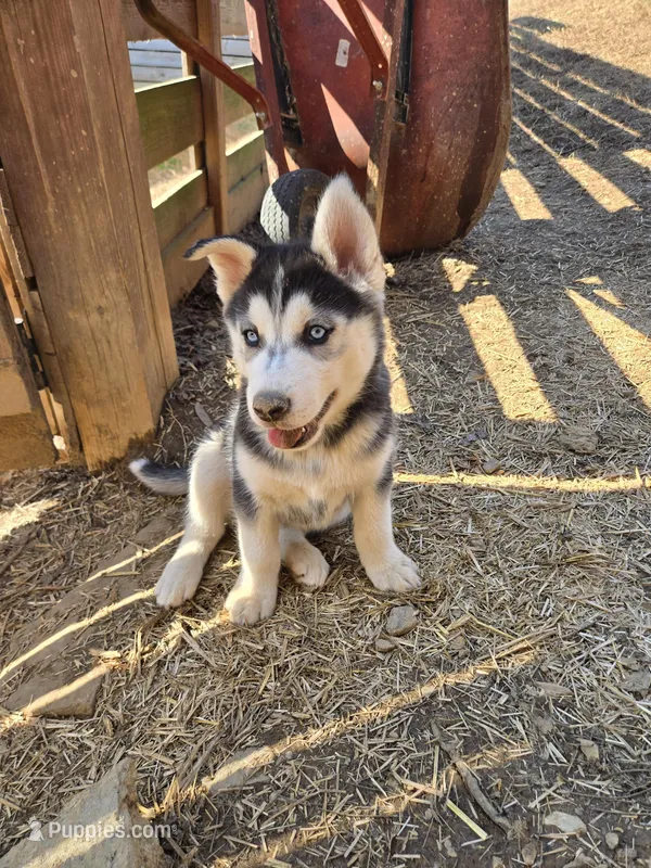 Pepper – Siberian Husky puppy for sale in Nashville, TN