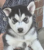 Pepper, a male Siberian Husky for sale in Nashville, TN – Photo 1 of 2