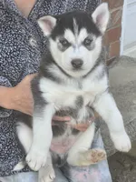 Pepper, a male Siberian Husky for sale in Nashville, TN – Photo 2 of 2