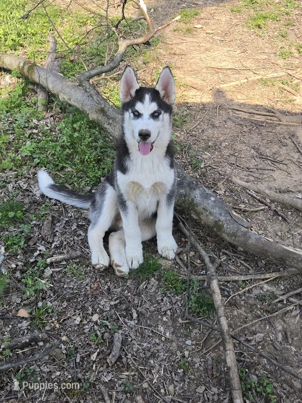 Pepper – Siberian Husky puppy for sale in Nashville, TN