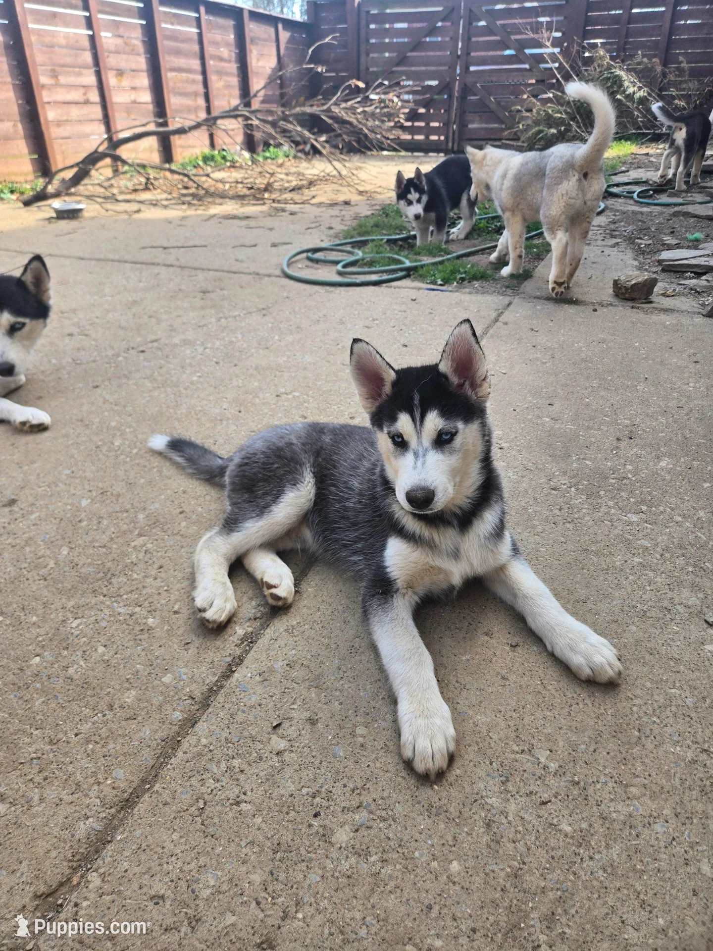 Smoke – Siberian Husky puppy for sale in Nashville, TN