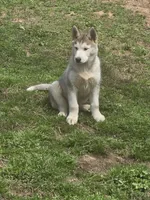 Storm, a male Siberian Husky for sale in Nashville, TN – Photo 2 of 2