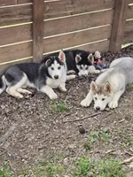 Storm, a male Siberian Husky for sale in Nashville, TN – Photo 1 of 2