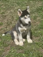 Scottie, a male Siberian Husky for sale in Nashville, TN – Photo 3 of 3