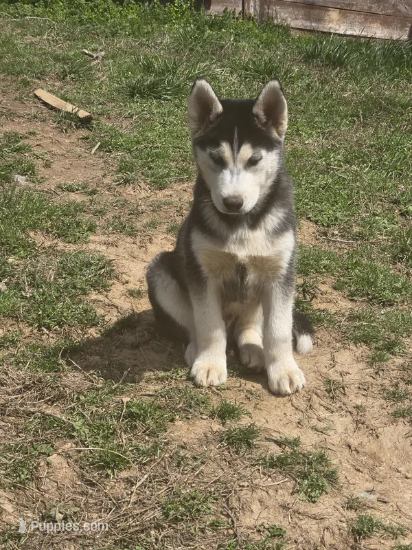 Rue – Siberian Husky puppy for sale in Nashville, TN
