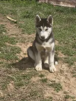 Scottie, a male Siberian Husky for sale in Nashville, TN – Photo 1 of 3