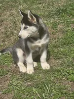 Scottie, a male Siberian Husky for sale in Nashville, TN – Photo 2 of 3