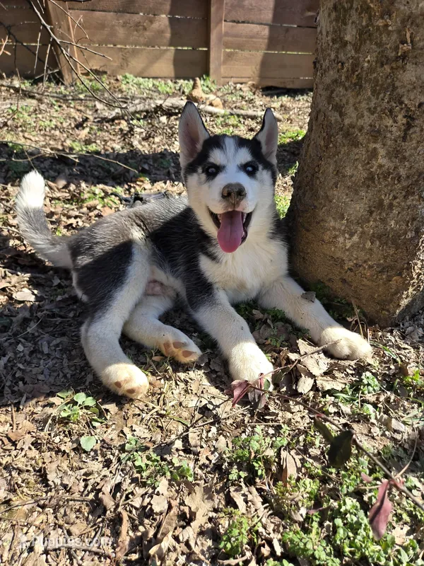 Rue – Siberian Husky puppy for sale in Nashville, TN