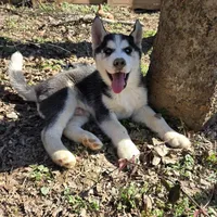 Rue, a male Siberian Husky for sale in Nashville, TN – Photo 1 of 2