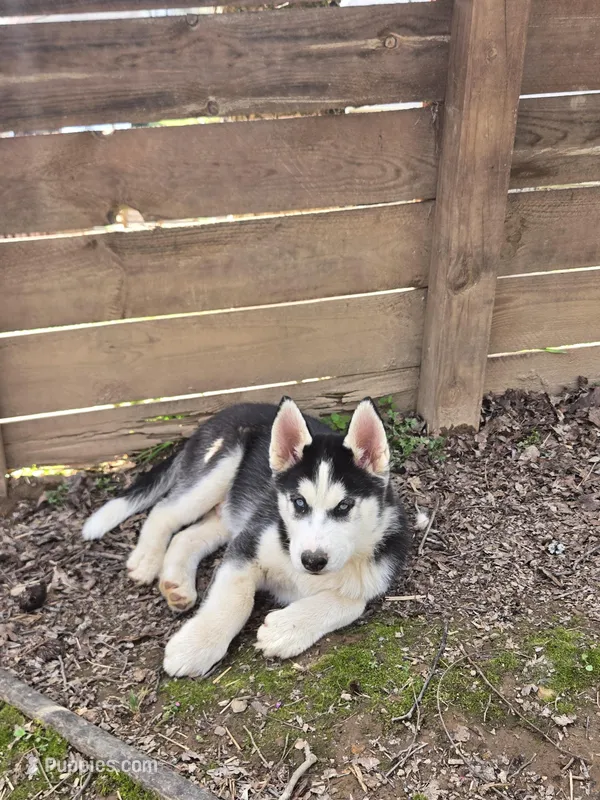 Smoke – Siberian Husky puppy for sale in Nashville, TN