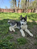 River, a male Siberian Husky for sale in Nashville, TN – Photo 1 of 2