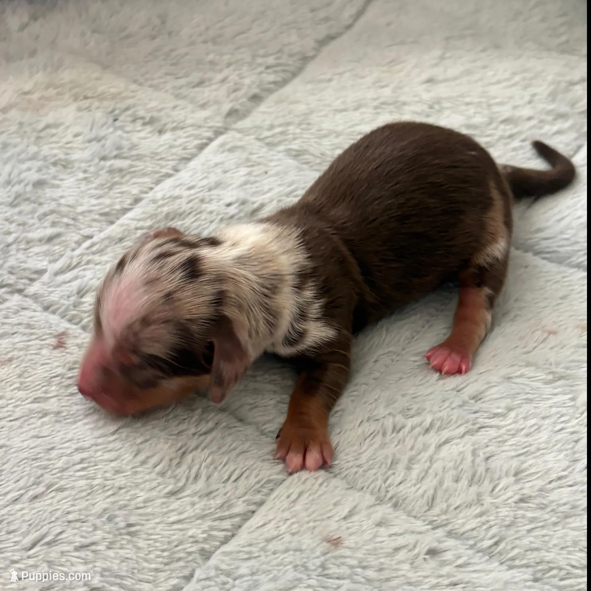 Ruby, a female Miniature Dachshund for sale in Arab, AL – Photo 2 of 2