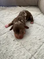 Diamond, a female Miniature Dachshund for sale in Arab, AL – Photo 2 of 2