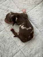 Diamond, a female Miniature Dachshund for sale in Arab, AL – Photo 1 of 2