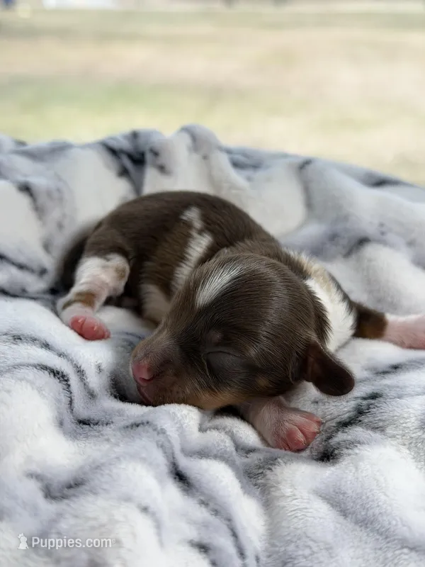 Eva, a female Miniature Dachshund for sale in Arab, AL – Photo 1 of 4