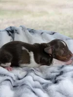 Eva, a female Miniature Dachshund for sale in Arab, AL – Photo 4 of 4