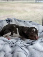 Eva, a female Miniature Dachshund for sale in Arab, AL – Photo 2 of 4