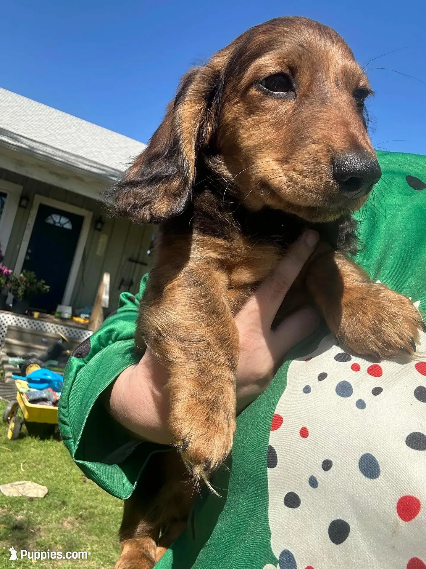 Fizgig/Dumbo – Miniature Dachshund puppy for sale in El Paso, AR