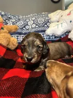 Fizgig/Dumbo, a male Miniature Dachshund for sale in El Paso, AR – Photo 2 of 3
