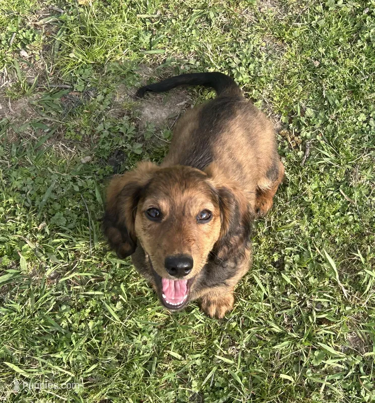Fizgig/Dumbo – Miniature Dachshund puppy for sale in El Paso, AR