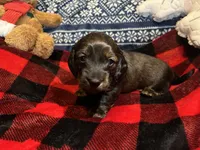 Teddy, a male Miniature Dachshund for sale in El Paso, AR – Photo 5 of 6