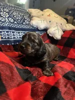 Teddy, a male Miniature Dachshund for sale in El Paso, AR – Photo 4 of 6