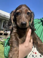 Teddy, a male Miniature Dachshund for sale in El Paso, AR – Photo 3 of 6