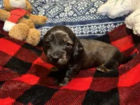 Teddy, a male Miniature Dachshund for sale in El Paso, AR – Photo 6 of 6