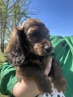 Teddy, a male Miniature Dachshund for sale in El Paso, AR – Photo 2 of 6