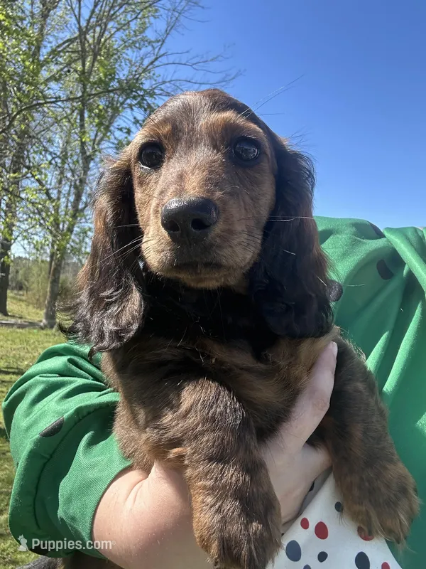 Teddy – Miniature Dachshund puppy for sale in El Paso, AR