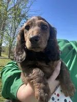 Teddy, a male Miniature Dachshund for sale in El Paso, AR – Photo 1 of 6