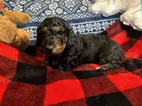 Lebrohn James , a male Miniature Dachshund for sale in El Paso, AR – Photo 4 of 4