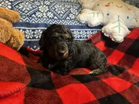 Lebrohn James , a male Miniature Dachshund for sale in El Paso, AR – Photo 3 of 4