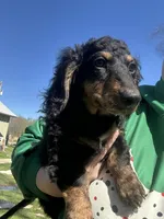 Lebrohn James , a male Miniature Dachshund for sale in El Paso, AR – Photo 2 of 4