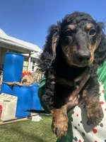 Lebrohn James , a male Miniature Dachshund for sale in El Paso, AR – Photo 1 of 4